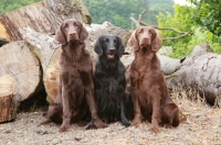 Picture of three Flatcoated Retrievers