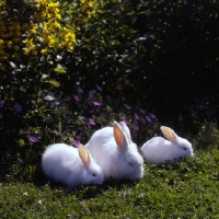 Picture of three fluffy white rabbits together