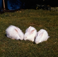 Picture of three fluffy white rabbits