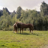 Picture of three Frederiksborg stallions , two touching heads