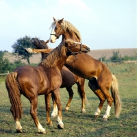 Picture of three Frederiksborg stallions seeking supremecy