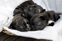 Picture of three French Bulldog puppies sleeping