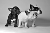 Picture of three French Bulldogs in studio