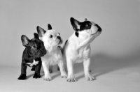 Picture of three French Bulldogs in studio
