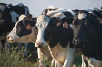 Picture of three Friesian cows