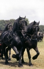 Picture of three Friesians in harness,  driving competition at Hague show