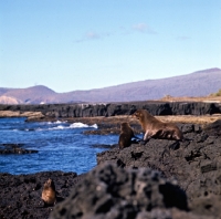 Picture of three galapagos  fur seals on lava at james bay on james island, galapagos islands