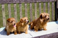 Picture of three generations of norfolk terrier