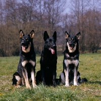 Picture of three german shepherd dogs  from rozavel kennels sitting together