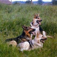 Picture of three german shepherd dogs awaiting command