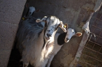 Picture of three goats looking out of a stable