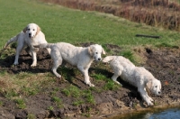 Picture of three Golden Retriever puppies curious about river