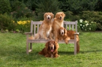 Picture of Three golden retrievers and one Irish Setter mix on a bench