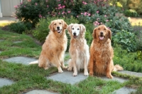 Picture of three Golden Retrievers in garden