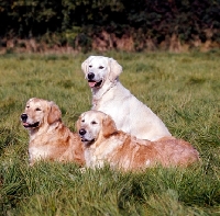 Picture of three golden retrievers in long grass