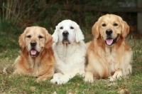 Picture of three Golden Retrievers lying in row