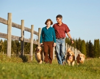 Picture of three Golden retrievers on a walk with a man and a woman