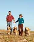 Picture of three Golden retrievers on a walk