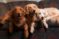 Picture of three Golden Retrievers on sofa