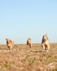 Picture of three Golden retrievers running