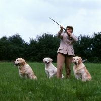 Picture of three golden retrievers waiting to pick up, joan gill with gun