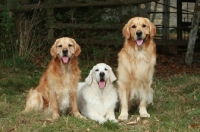 Picture of three Golden Retrievers