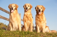 Picture of three golden retrievers