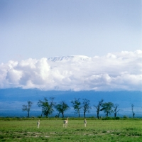 Picture of three grant's gazelle with mount kilamanjaro in the distance,  amboseli np 