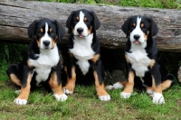 Picture of three Great Swiss Mountain dog puppies