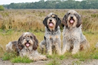 Picture of three Griffon Bleu de Gascogne dogs