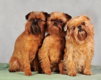 Picture of three Griffon Bruxellois dogs
