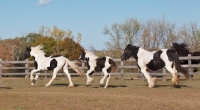 Picture of three Gypsy Vanner horses running in field