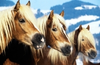 Picture of three haflingers, portrait