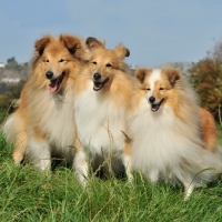 Picture of three happy Shetland Sheepdogs