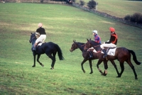 Picture of three horses at the heythrop hunt point to point race