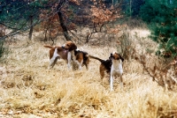 Picture of three hounds in autumn