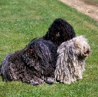 Picture of three hungarian pulis on grass, left ch loakespark polly-esta, centre ch loakespark polynesian boy,
right ch borgvaale polly 	peachflower,