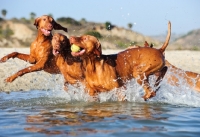 Picture of three Hungarian Vizsla dogs playing together