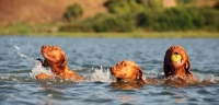 Picture of three Hungarian Vizslas swimming in water, one with a ball
