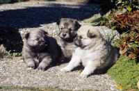 Picture of three Iceland dog puppies