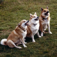 Picture of three iceland dogs in a row