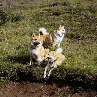 Picture of three iceland dogs on a hillside at gardabaer, iceland