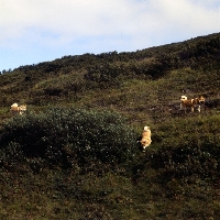 Picture of three iceland dogs playing on a hillside at gardabaer, iceland