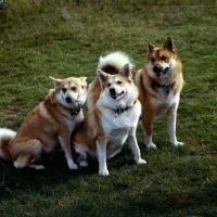 Picture of three iceland dogs sitting on grass in iceland