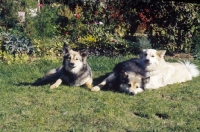 Picture of three Iceland Dogs