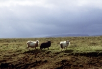 Picture of three iceland sheep in iceland