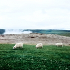 Picture of three iceland sheep in iceland with geyser in background