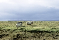 Picture of three iceland sheep in iceland