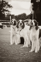 Picture of three Irish red and white setters