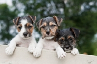 Picture of three Jack Russell puppies